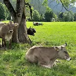 Sonnenwang * Pfronten